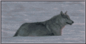 le loup