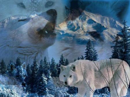 loups