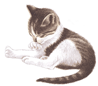 chat qui se lave
