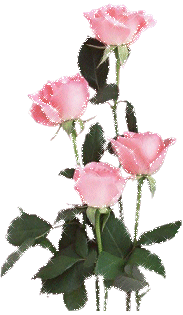 rose rose