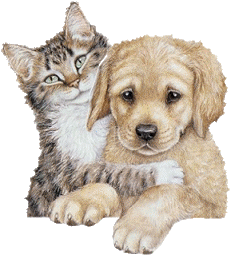 chat chien