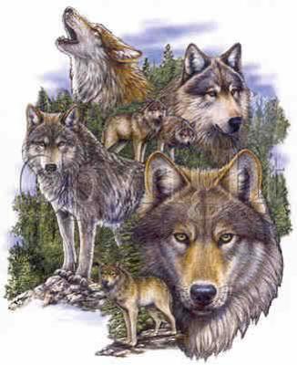 groupe de loups