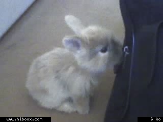 lapin