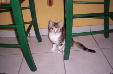 chat