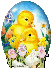 poussin poussin