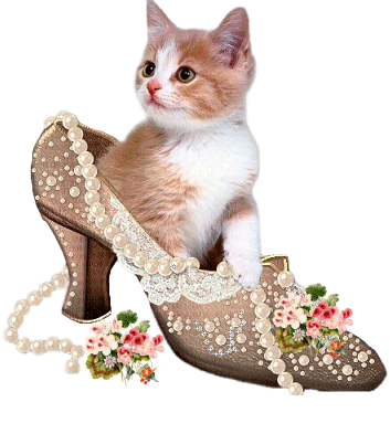 tres belle chaussure