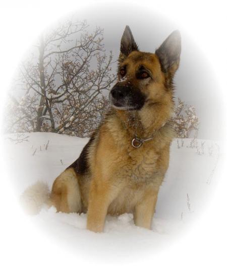 j adore les chien