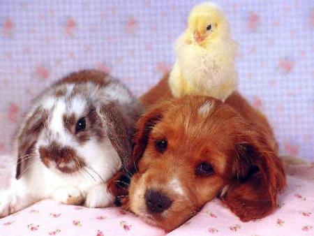 tres choux