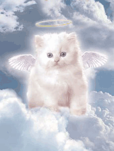 mon ange de chat