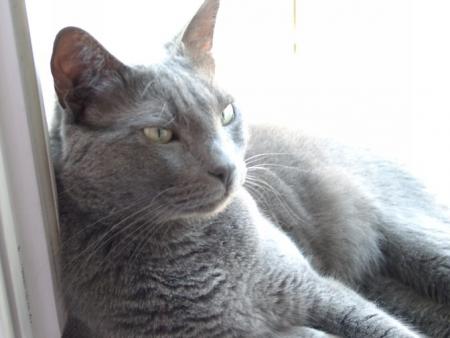 le chat