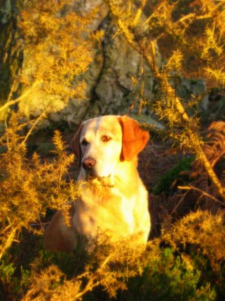 le chien