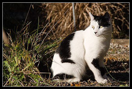 le chat