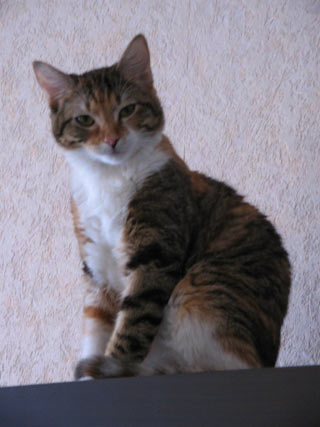 le  chat