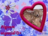 Vid�o Ptite vid�o de mes animaux**